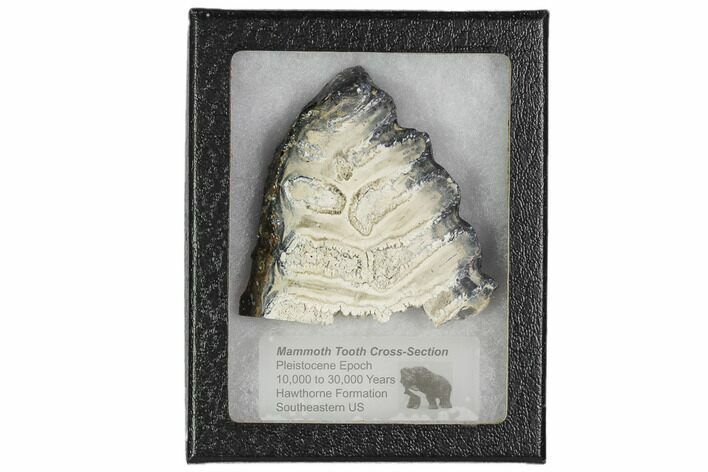 Mammoth Molar Slice With Case - South Carolina #106469